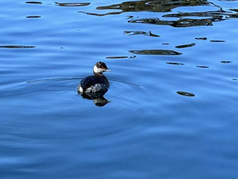 Image of horned grebe (cornutus)