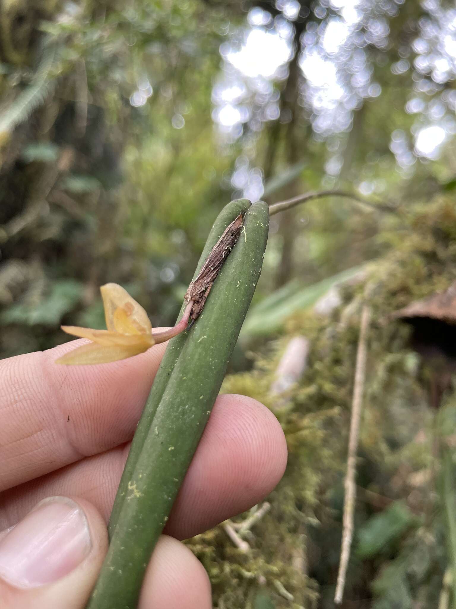 Image of Pleurothallis variabilis Luer