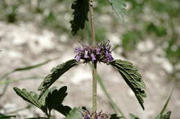 Plancia ëd Marrubium catariifolium Desr.