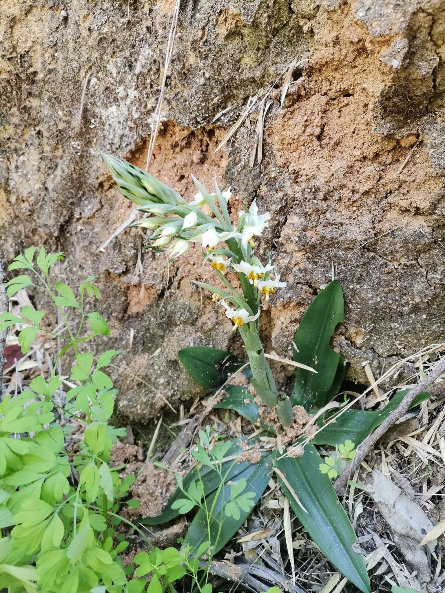 Plancia ëd Gavilea longibracteata (Lindl.) Sparre ex L. E. Navas