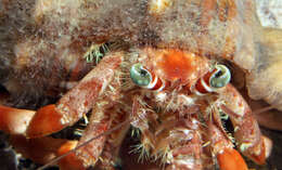 Image of Banded eyestalk hermit crab