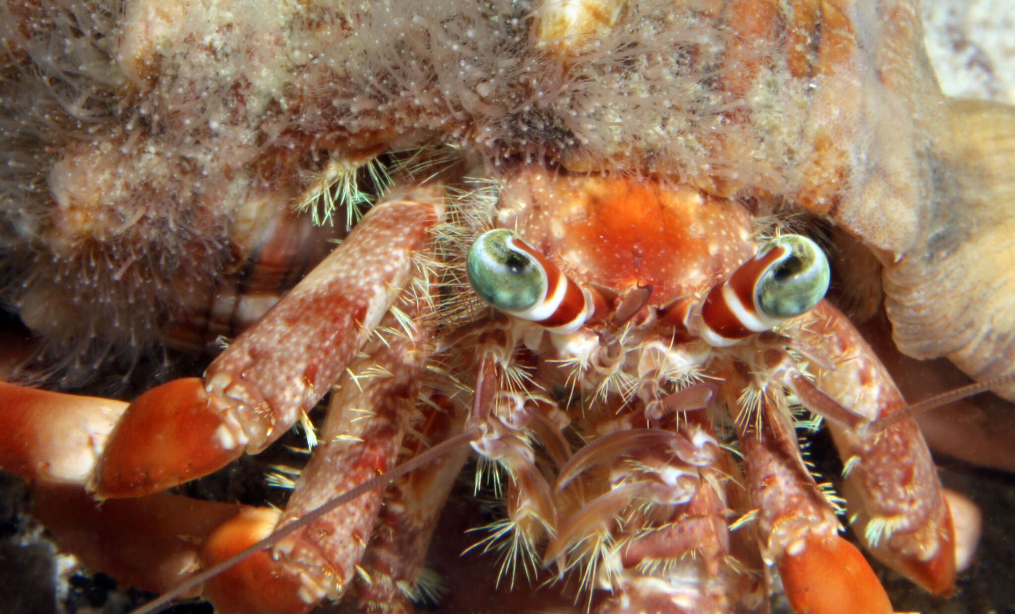 Image of Banded eyestalk hermit crab