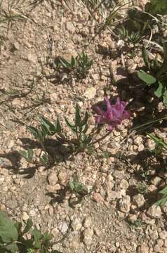 Image of Parry's Clover