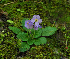 Image of Ramonda serbica Pancic