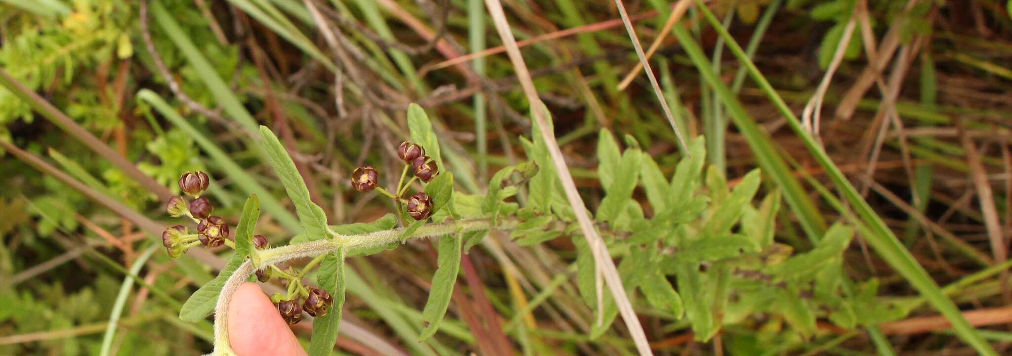 Schizoglossum atropurpureum subsp. atropurpureum的圖片