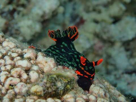 Image of Dusky green spot orange gill black slug