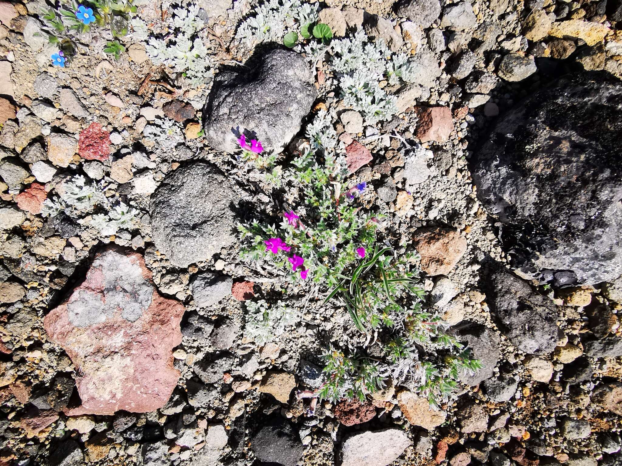 Image de Oxytropis pumilio (Pall.) Ledeb.