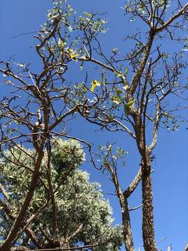 Image of Bat's wing coral tree