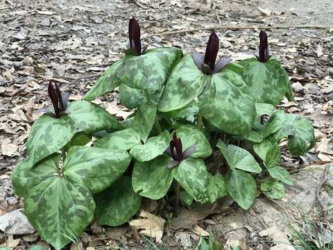 Слика од Trillium maculatum Raf.