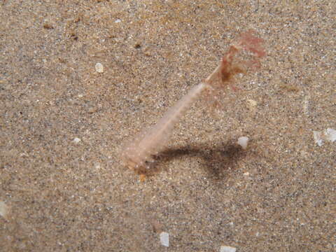 Image of common sea pen