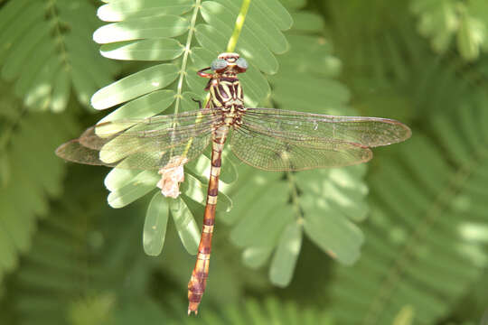 Image of Broad-striped Forceptail