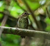 Plancia ëd Brachypteryx leucophris (Temminck 1828)