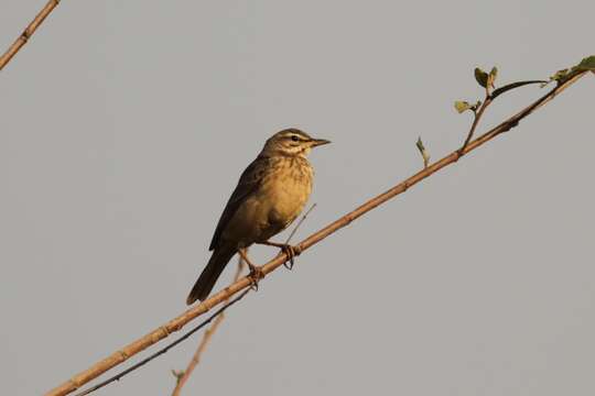 Image of Plain-backed Pipit