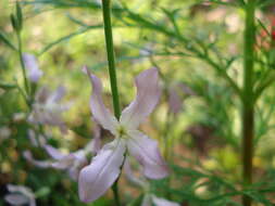 Image of Matthiola longipetala subsp. longipetala