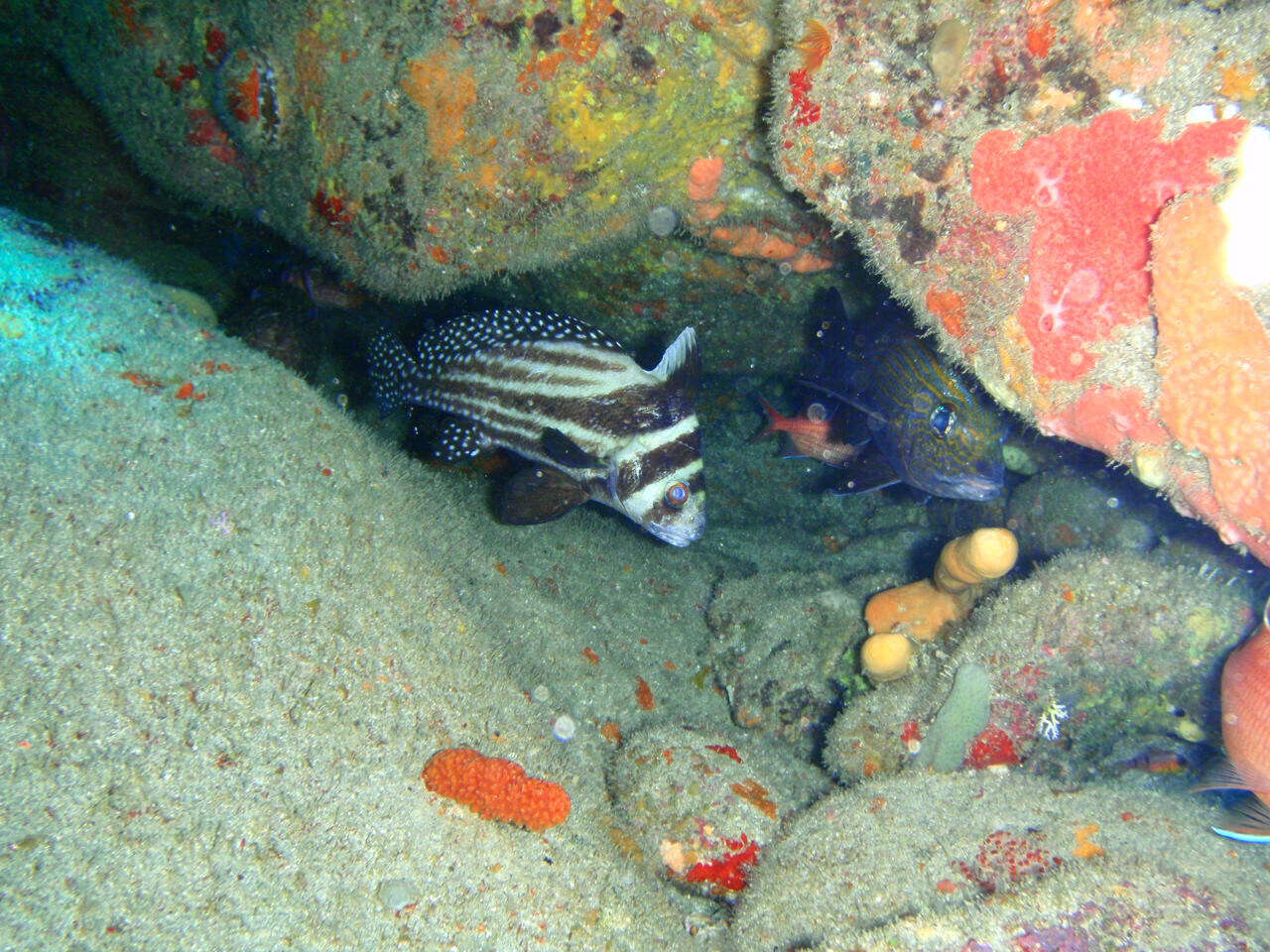 صورة Equetus punctatus (Bloch & Schneider 1801)