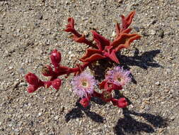 Image of Mesembryanthemum guerichianum Pax