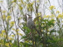 Image of Manchurian Bush Warbler