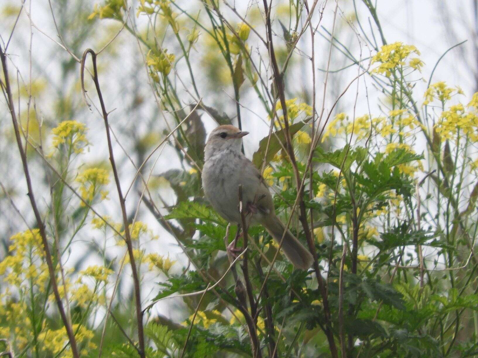 Image of Manchurian Bush Warbler