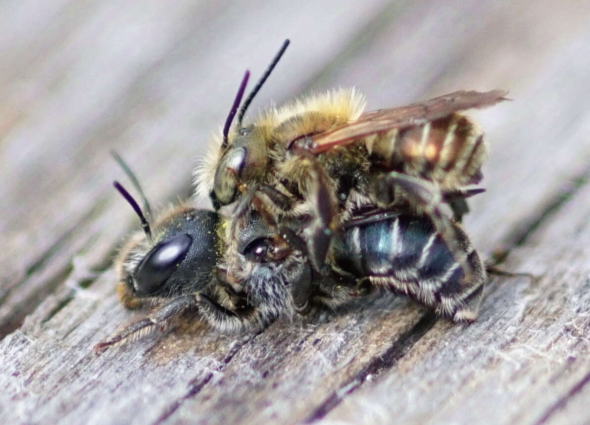 Image of Mason bee