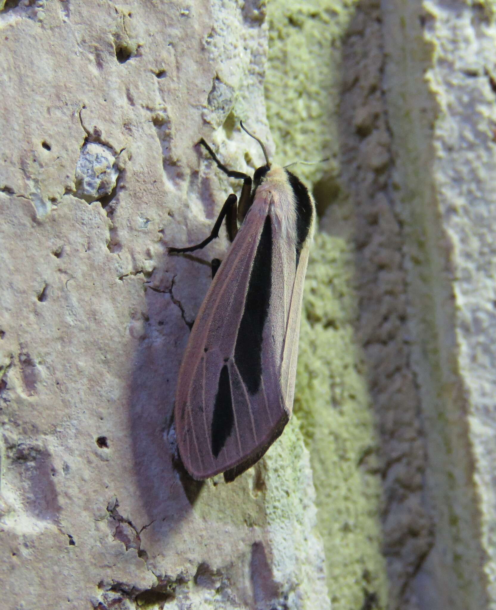 Image of Creatonotos gangis Linnaeus 1763