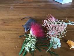 Image of Long-tailed Dormouse-phalanger