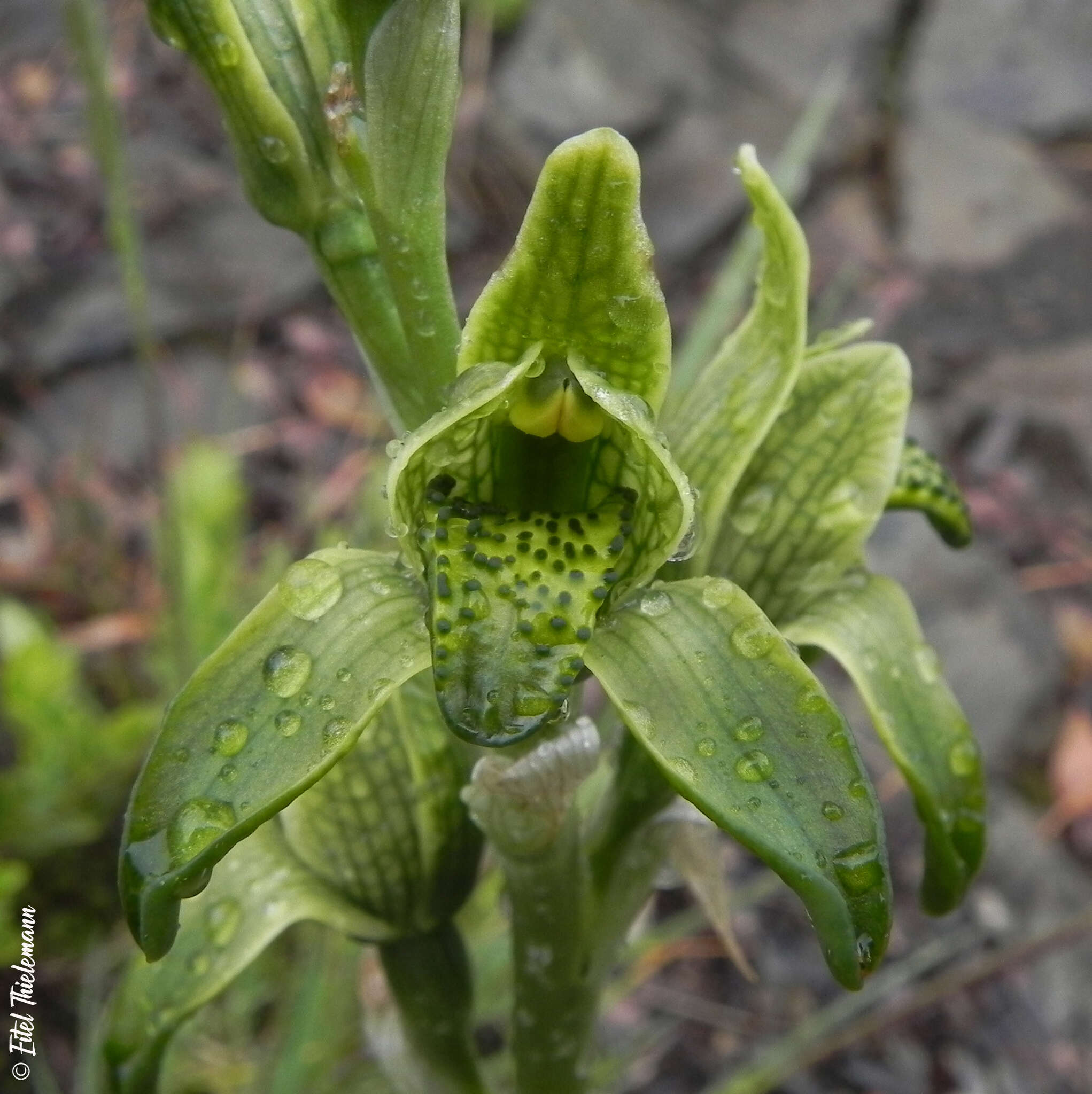 Image de Chloraea viridiflora Poepp.