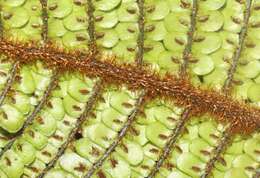 Image of Forest Plume Fern