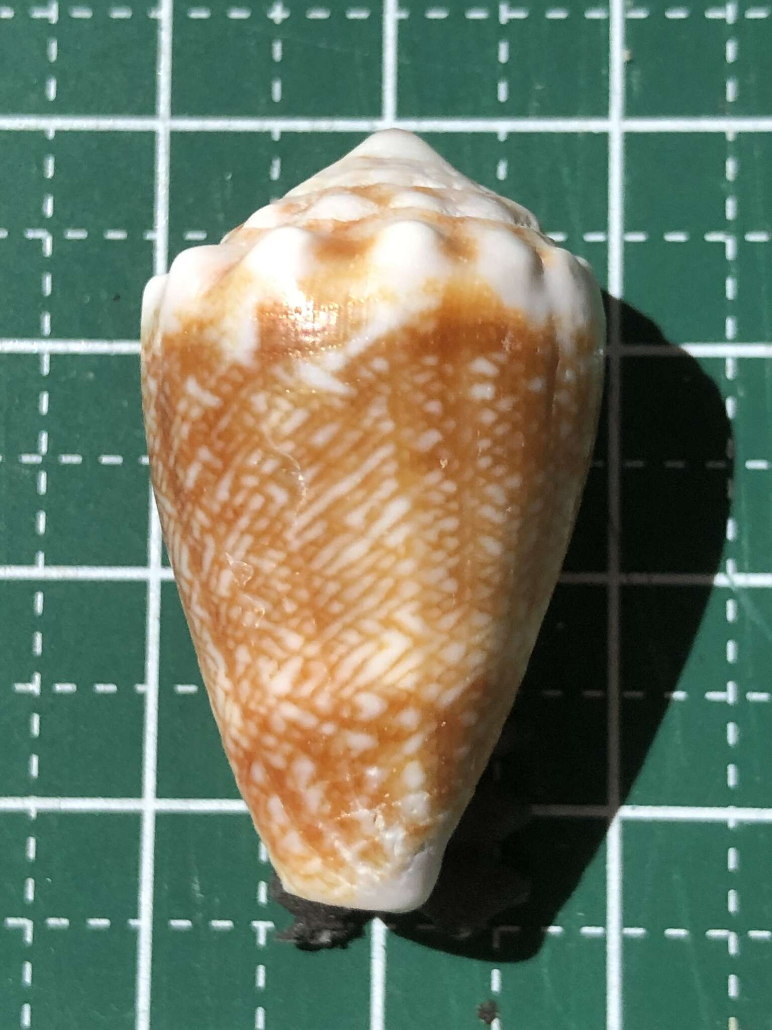 Image of <i>Conus fulgetrum</i>