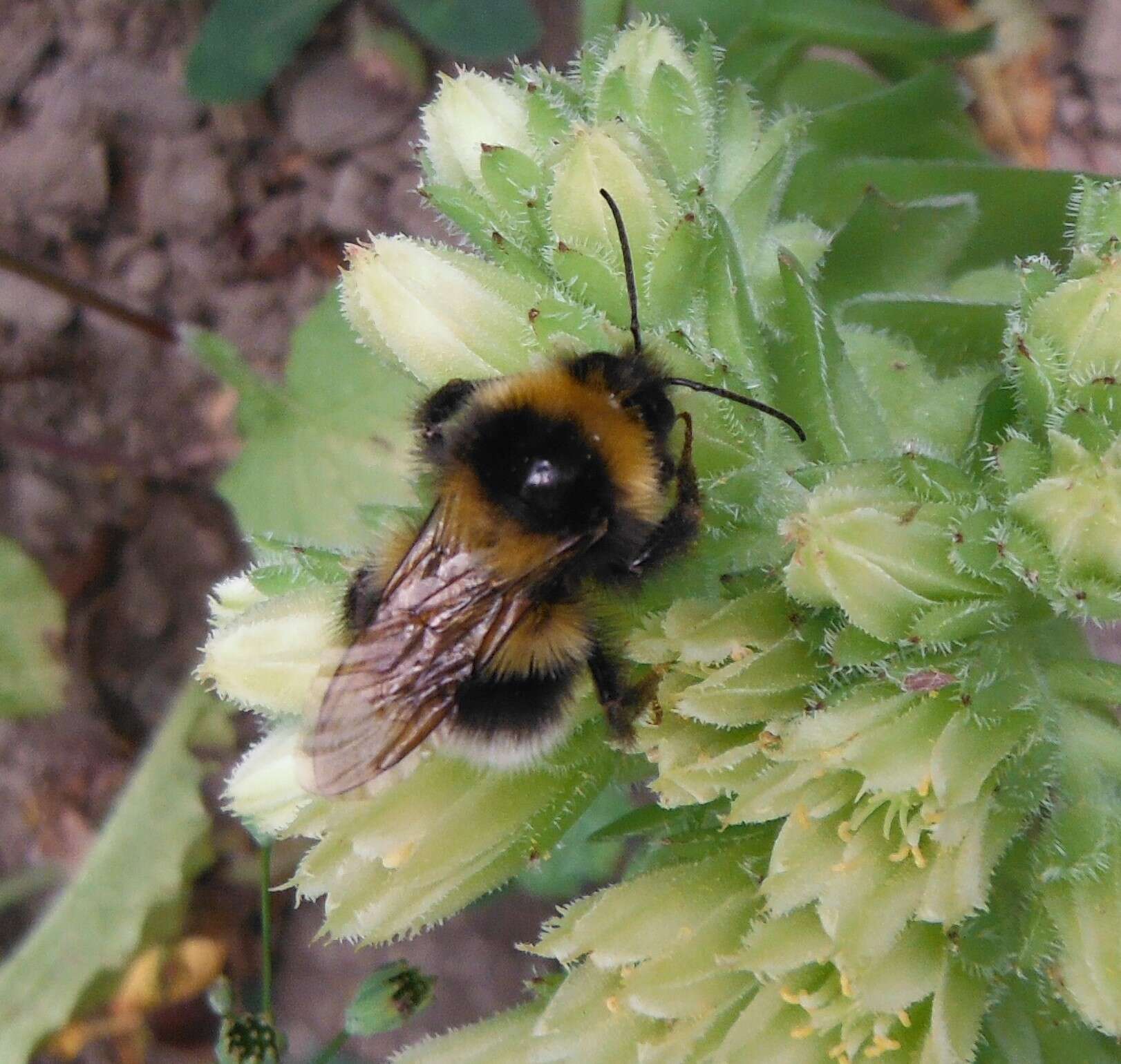 Plancia ëd Bombus hortorum (Linnaeus 1761)