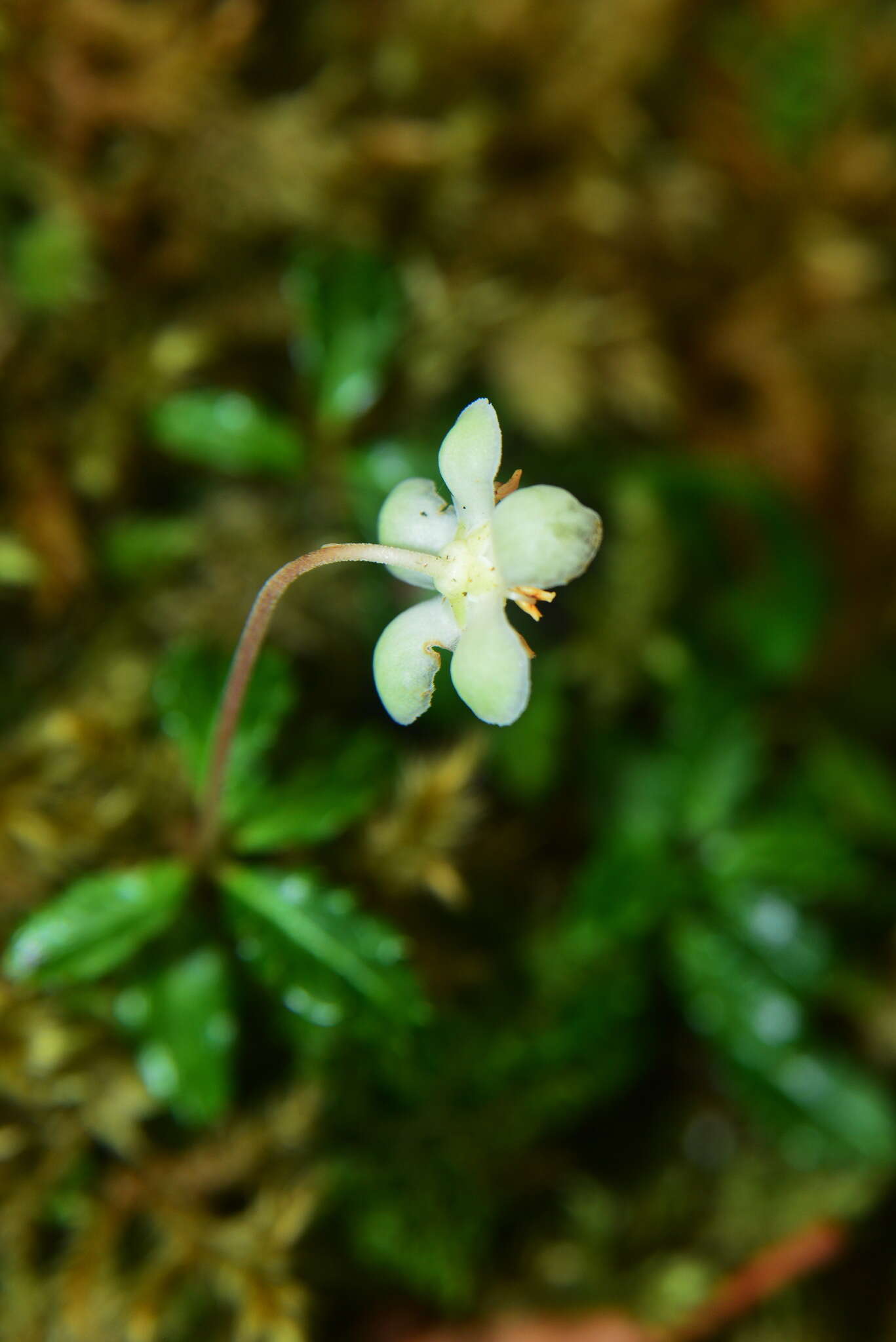 Image of Chimaphila monticola H. Andres