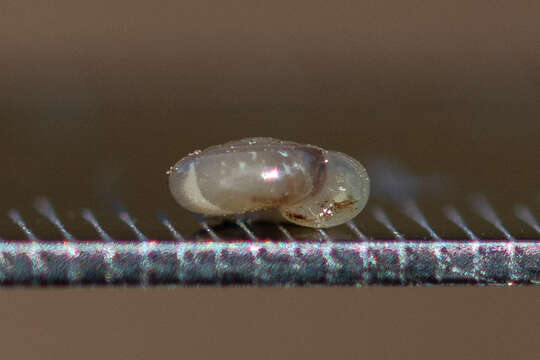 Image of milky crystal snail