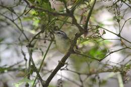 Imagem de Basileuterus culicivorus hypoleucus Bonaparte 1850