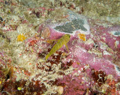 Image of Golden goby