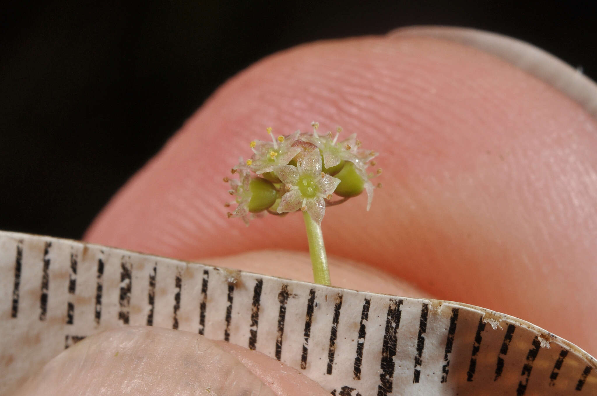 Imagem de Hydrocotyle pterocarpa F. Müll.