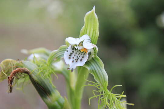 Imagem de Bipinnula fimbriata (Poepp.) I. M. Johnst.