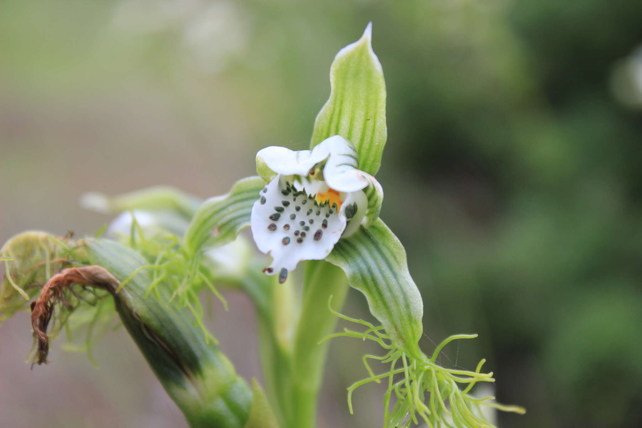 Bipinnula fimbriata (Poepp.) I. M. Johnst. resmi