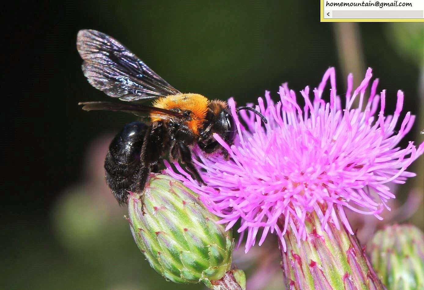 Imagem de Andrena thoracica (Fabricius 1775)