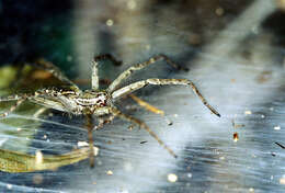 Image of Aglaoctenus lagotis (Holmberg 1876)