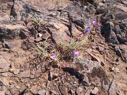 Image of bunchleaf penstemon