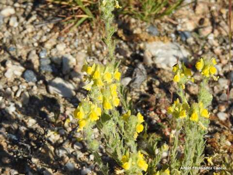 Image de Linaria saxatilis (L.) Chaz.