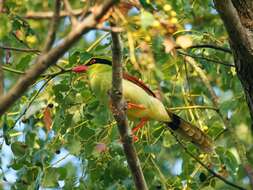 Image of Indochinese Green Magpie