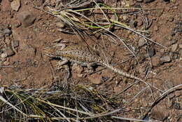 Image of Macola's Tree Iguana