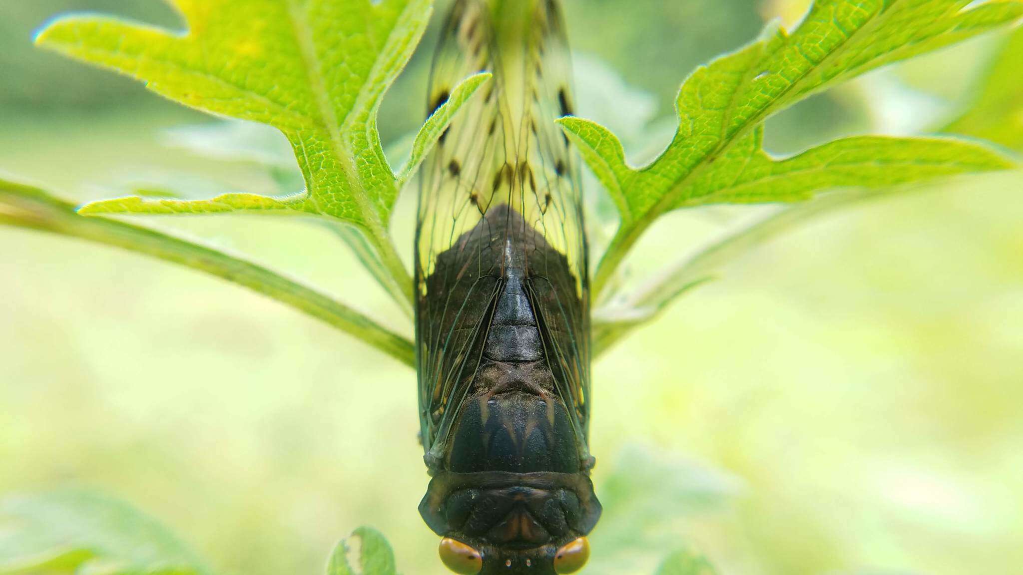 Image of Odopoea funesta (Walker & F. 1858)