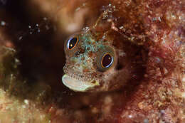 Image of Secretary Blenny