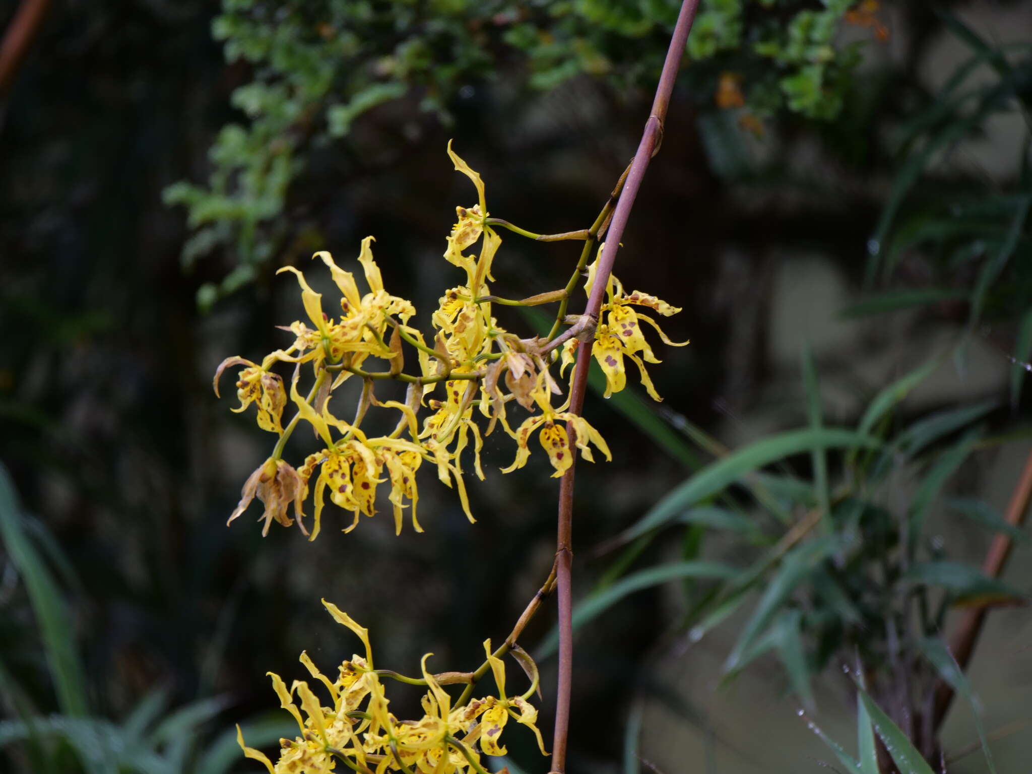 Image of Cyrtochilum pardinum Lindl.