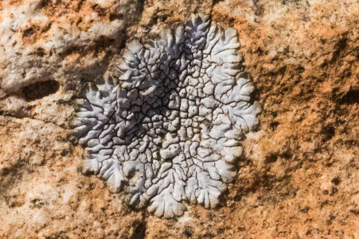 Image of mountain lichen