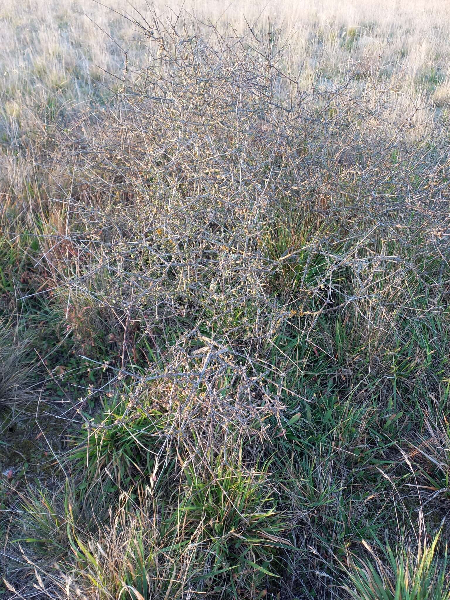 Image of Small-leaved Tree Daisy