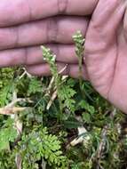 Image of Goodyera nankoensis Fukuy.