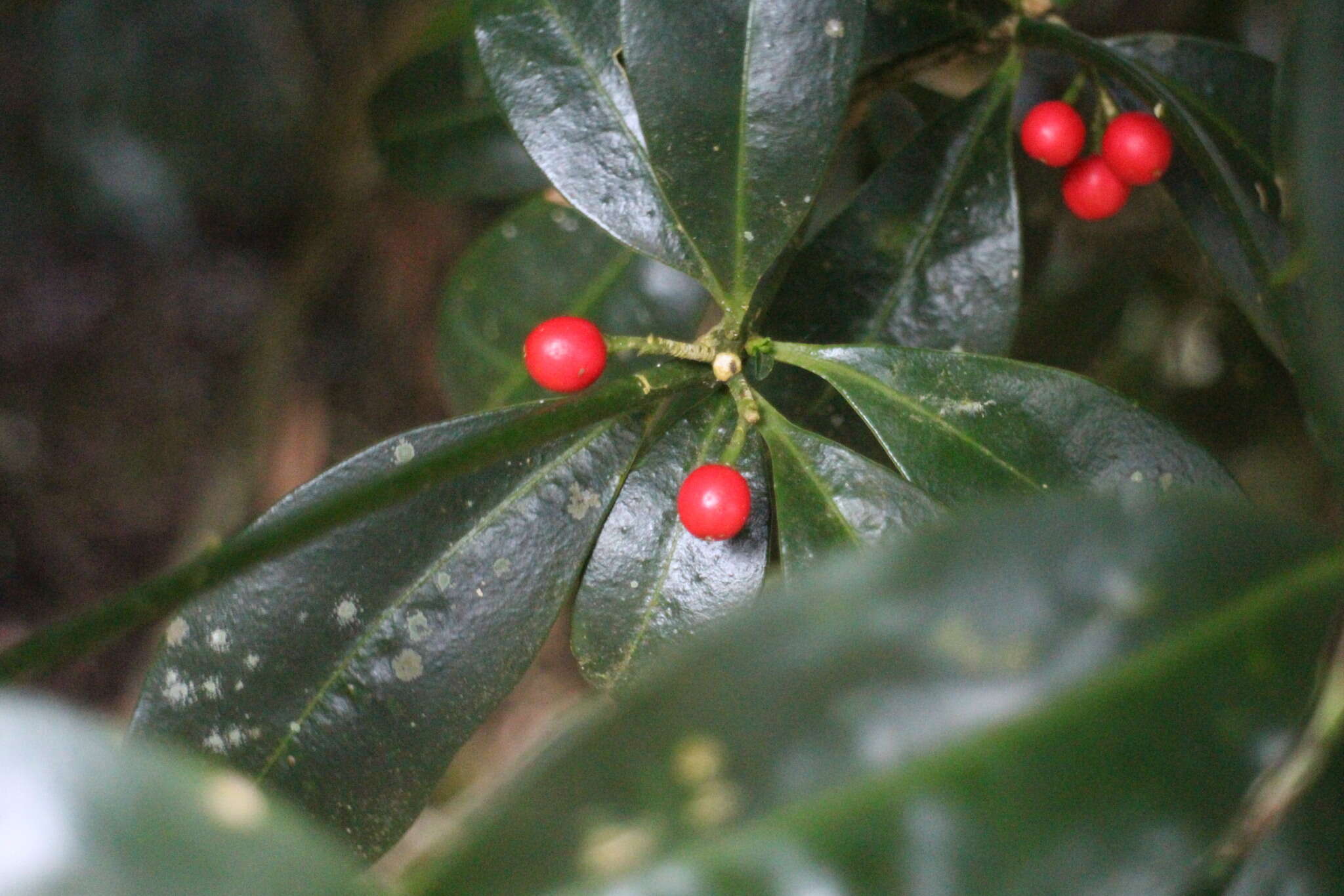 Image of Skimmia