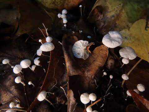 Image of Marasmius epiphyllus (Pers.) Fr. 1838